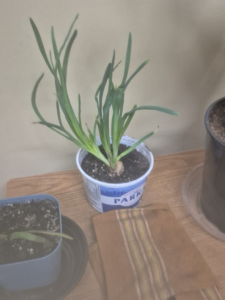 Onion